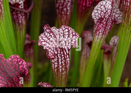Sarracenia (North American sarracénie) jusqu' fermer