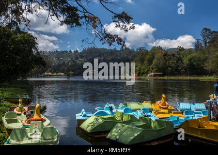 Pédalo sur le lac, Kodaikanal, Tamil Nadu, Inde, Asie Banque D'Images