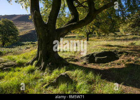 Hêtres matures dans les collines près de Dove réservoir en pierre, Greenfield, Peak District, l'Angleterre. Banque D'Images