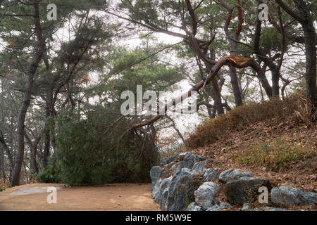 Broken pine tree en vent puissant dans un parc Banque D'Images