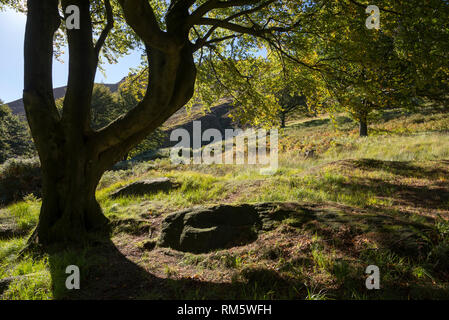 Hêtres matures dans les collines près de Dove réservoir en pierre, Greenfield, Peak District, l'Angleterre. Banque D'Images