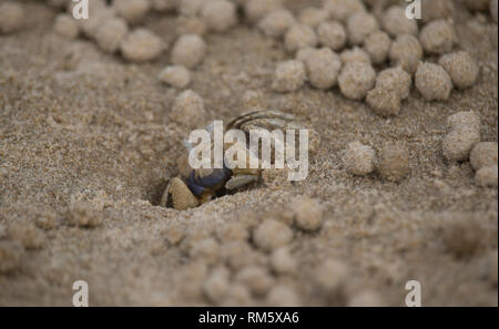 Bubbler sable gros plan du crabe, Mission Beach Australie Banque D'Images