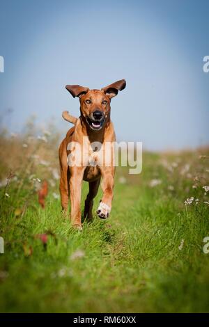 L'exécution de Rhodesian Ridgeback Banque D'Images