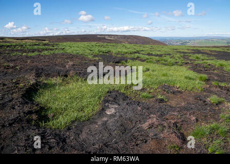 L'herbe pousse sur la lande brûlée au-dessus du réservoir de Pierre Colombe, Greenfield, Greater Manchester, Angleterre. Banque D'Images