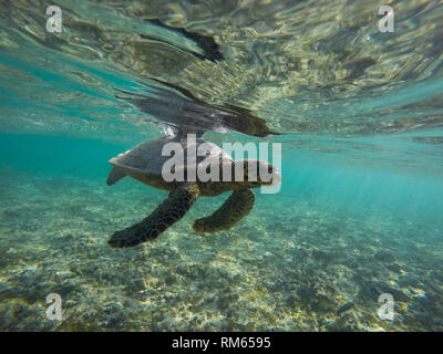 La tortue imbriquée (Eretmochelys imbricata). Seulement les femmes adultes les tortues viennent à terre, le faire pour pondre leurs oeufs. C'est la plus petite du milieu marin t Banque D'Images