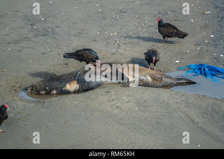 Dead Sea Lion à USA côte du Pacifique avec valtures Banque D'Images