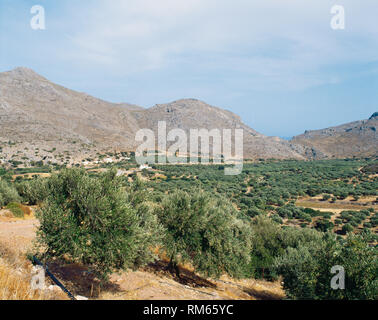 La Grèce. L'île de Crète. Oliviers, plantation. Banque D'Images