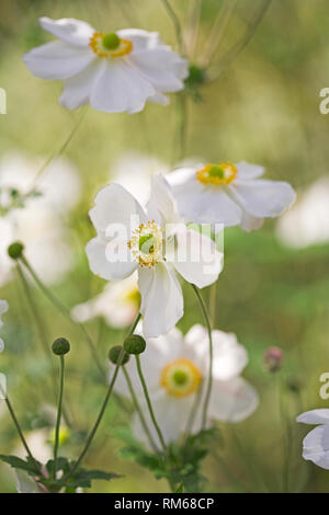 Fleurs Anémone japonaise blanc. Banque D'Images