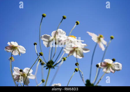 Fleurs Anémone japonaise blanc. Banque D'Images