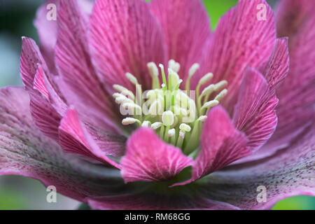 Fleur pourpre rosâtre Hellebore Banque D'Images