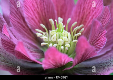 Fleur pourpre rosâtre Hellebore Banque D'Images