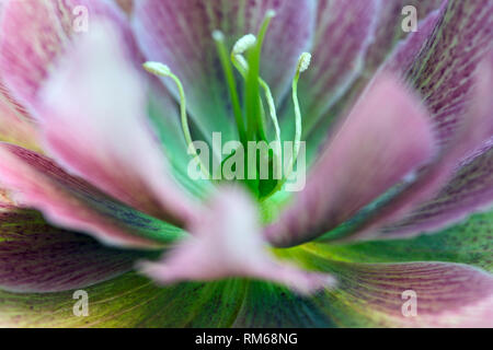 Fleur pourpre rosâtre Hellebore Banque D'Images