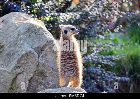 Suricata suricatta museau attentif Stock Photo Banque D'Images