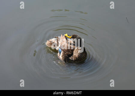 Canard à bec jaune (anas undulata) Ailes de toilettage Banque D'Images