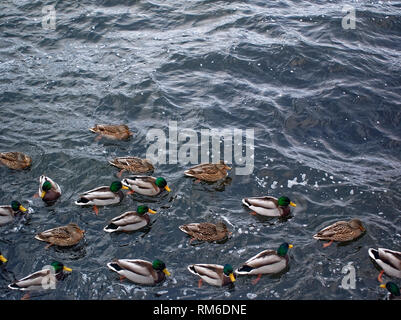 Canards nager dans la rivière en novembre, Moscou Banque D'Images