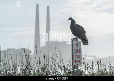 Buse Urubu Condor prêt à prendre son envol. Assis sur un No Parking Sign. L'industrie dans le contexte de l'océan Pacifique en Californie Banque D'Images