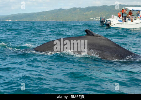 Les baleines à bosse violation et sauter de la Caraïbes eaux au large de la côte de Samana, la République dominicaine, le 23 janvier 2019. Banque D'Images
