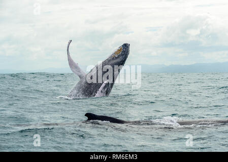 Les baleines à bosse violation et sauter de la Caraïbes eaux au large de la côte de Samana, la République dominicaine, le 23 janvier 2019. Banque D'Images