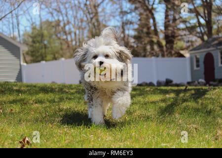 Un vieux chien de berger anglais mix Eskimo tournant autour de la cour jouer fetch Banque D'Images