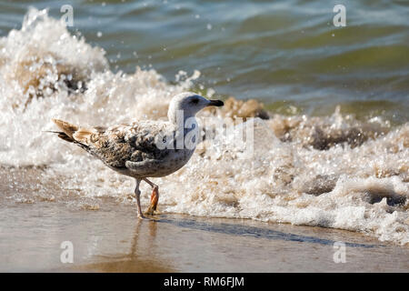Promenades d'oiseaux solitaires près de les vagues. Il s'agit d'un paysage observé à la côte de la mer Baltique à Kolobrzeg, Pologne. Banque D'Images