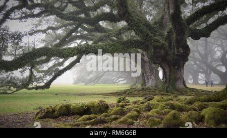 Vieux Chêne arbre trempé dans l'épais brouillard. La plantation d'Oak Alley est un bâtiment historique situé sur la rive ouest du Mississippi, Louisiane, États-Unis Banque D'Images