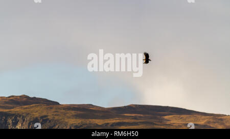 L'aigle de mer à queue blanche (Haliaeetus albicilla) soaring sur les falaises au-dessus de Carsaig sur l'île de Mull , Écosse Banque D'Images