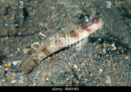 Shrimpgoby gymnocephala masqués, Amblyeleotris, à l'entrée du trou sur le sable, TK3, site de plongée Détroit de Lembeh, Sulawesi, Indonésie Banque D'Images