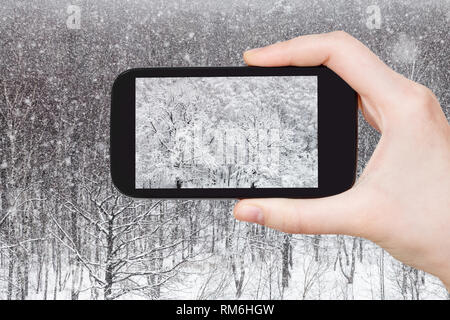 Concept de voyage - photographies de tourisme de Oak Grove en forêt en hiver sur smartphone à Moscou, Russie Banque D'Images