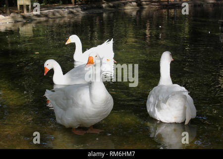 Les canards et les oies au Parc d''Agios Nikolaos Naoussa, Grèce Banque D'Images