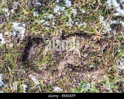 L'empreintes des sabots. Chevaux sur la piste boueuse, la neige et les tiges d'herbe Banque D'Images