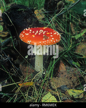 Agaric Fly (Amanita muscaria) ouvrir le bouchon sur la lande Banque D'Images