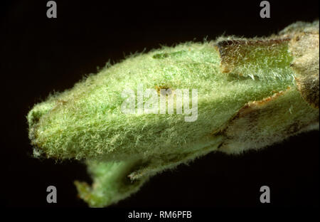 Dommages aux bourgeons des feuilles d'Apple par un jeune arpenteuse, Operophtera brumata, Caterpillar pendant qu'il se développe Banque D'Images