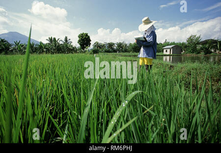 Chercheur sur le terrain de l'évaluation des cultures expérimentales pour déterminer la résistance aux maladies des nouvelles variétés de riz génétiquement modifié à l'International Rice Banque D'Images