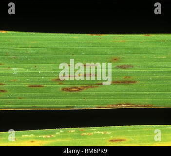 Tache marron étroit, Cercospora oryzae, lésions de la maladie sur une feuille de riz, la Thaïlande Banque D'Images