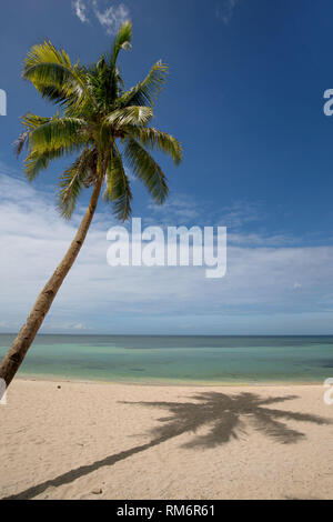 Noix de coco palmiers ombres portées à une plage de sable blanc dans une scène de détente paisible Banque D'Images