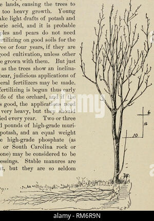 . Rapport annuel de la poste de l'expérience agricole. L'Université de Cornell. Poste de l'expérience agricole, Agriculture -- New York (État). Soin des arbres à fruits. 607 Quantité par thorougli^ le travail du sol et l'utilisation de cultures de couverture occasionnelle de trèfle incarnat, de pois ou de la vesce. En fait, il me semble 136 facile à appliquer trop d'azote sur certaines terres, entraînant les arbres pour faire une trop forte croissance. Les jeunes arbres font la lumière des projets de potasse et d'acide phosphorique, et il est probable que les pommes et les poires n'a pas besoin de beaucoup d'engrais sur les bons sols pour les trois ou quatre ans, s'ils sont bien cultivati Banque D'Images