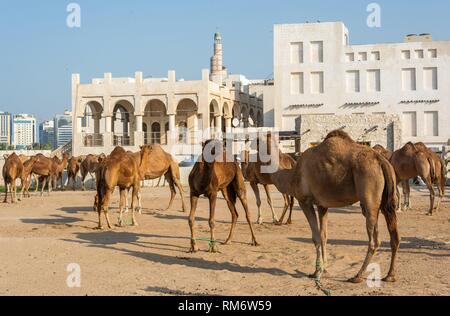 Zone de plumes à Doha, Qatar, rempli avec l'alimentation des chameaux. Banque D'Images