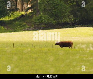 Vache Solo in sunlit domaine Banque D'Images