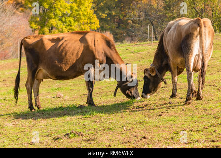 Deux vaches Jersey chaque message d'autres dans un champ ensoleillé Banque D'Images