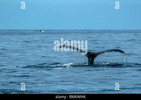 Queue de baleine à bosse de plonger sur fond de l'océan pacifique Banque D'Images