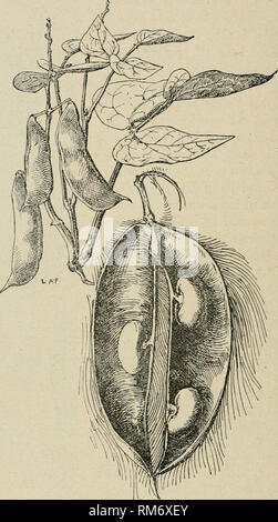 . Rapport annuel de la poste de l'expérience agricole. L'Université de Cornell. Poste de l'expérience agricole, Agriculture -- New York (État). Poste de l'expérience agricole 152^ Thorhmm Ithaca, N. Y. ou Kumerle Lima nains (No. 4, Fig. 24 ; fig. 27, p. 82).- Très buissonnante et haricots nains, sans tendance à monter ; dépliants épais, long ovales ou lancéolées ovales, de plus ou moins à la deltoïde. 25.-Henderson Bush Lima (gousses ouvertes près de taille naturelle). base ; gousses grand et épais ; les haricots blanc, très tumid, d'excellente qualité ; assez tard, et modérément productifs. Avec nous de graines semées le 6 juin a commencé à donner Banque D'Images