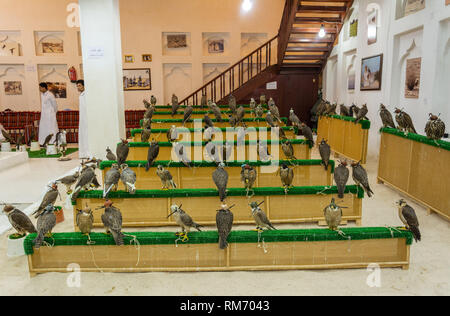 Doha, Qatar - 3 novembre, 2016. Vue intérieure d'un faucon pèlerin à la boutique dans le souk de Doha, au Qatar. Banque D'Images