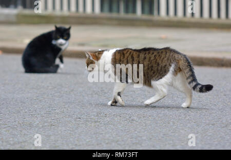 Larry (chef Mouser officiel du Cabinet Office) rencontre Palmerston (chat du Foreign Office) dans Downing Street, février 2019 Banque D'Images