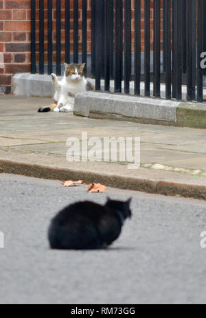 Larry (chef Mouser officiel du Cabinet Office) rencontre Palmerston (chat du Foreign Office) dans Downing Street, février 2019 Banque D'Images