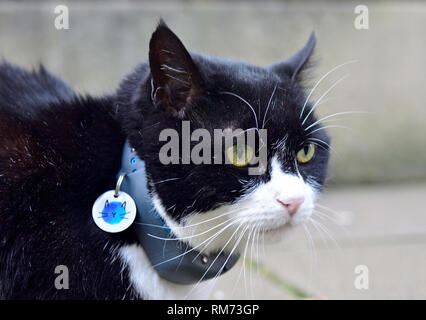 Palmerston - chef Mouser au Foreign Office - montrant son nouveau collier de suivi électronique et Battersea Dogs and Cats Home d'un insigne, Downing Street Banque D'Images