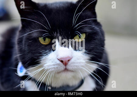 Palmerston - chef Mouser à l'Office des étrangers - à Downing Street, Westminster, Feb 2019 Banque D'Images