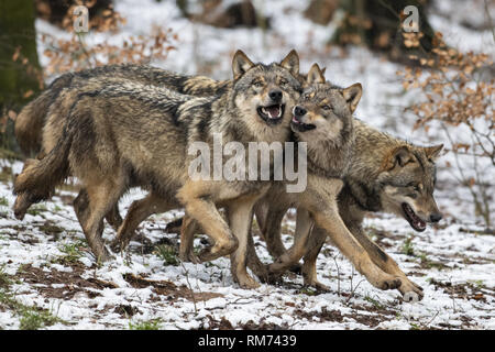 Meute de loups (Canis lupus) en forêt d'hiver, Neuhaus, Basse-Saxe, Allemagne Banque D'Images