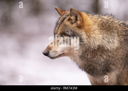 Loup (Canis lupus) en forêt d'hiver, Neuhaus, Basse-Saxe, Allemagne Banque D'Images