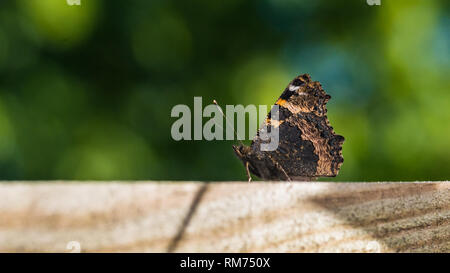 Un plan macro sur un petit papillon écaille reposant sur un morceau de bois. Banque D'Images