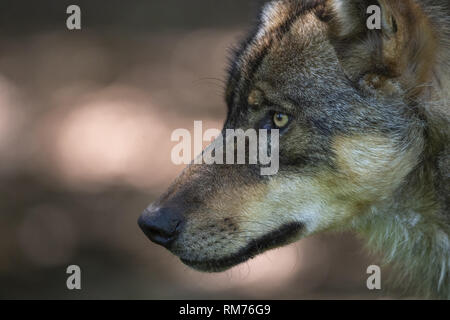 Wolf (Canis lupus) en été, Neuhaus, Basse-Saxe, Allemagne Banque D'Images